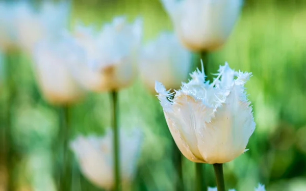 Tulipán Blanco Deshilachado Naturaleza Profundidad Campo Poco Profunda —  Fotos de Stock