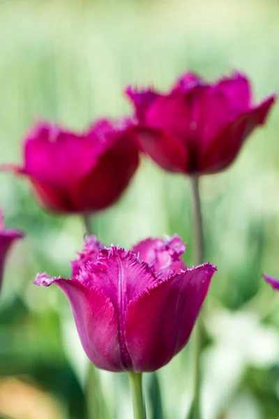 Donker Roze Tulp Natuur Ondiepe Scherptediepte — Stockfoto