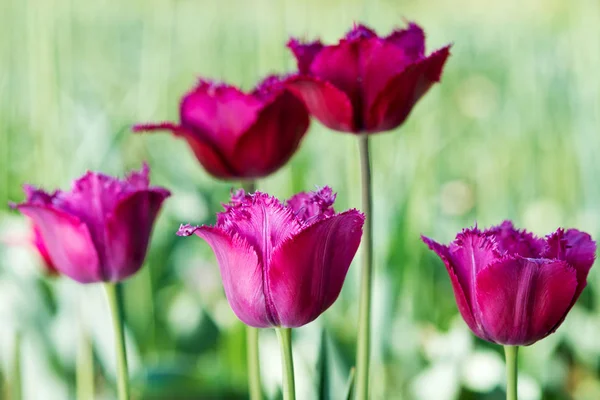 Σκούρο Ροζ Tulip Στη Φύση Ρηχό Βάθος Πεδίου — Φωτογραφία Αρχείου