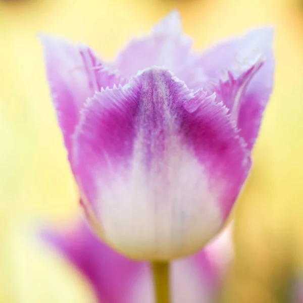 大自然中的白色紫色郁金香 浅层景深 — 图库照片