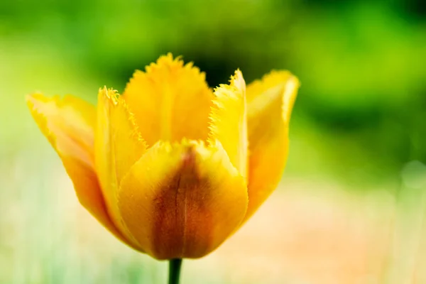 Tulipán Amarillo Naturaleza Profundidad Campo Poco Profunda — Foto de Stock