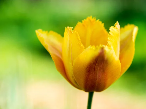 Gele Tulp Natuur Ondiepe Scherptediepte — Stockfoto