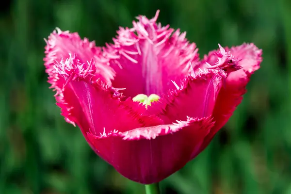Roze Versleten Tulip Natuur Ondiepe Scherptediepte — Stockfoto