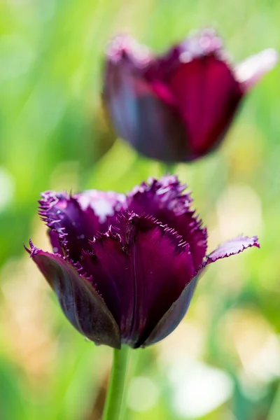 Zwarte Donker Paarse Versleten Tulip Natuur Ondiepe Scherptediepte — Stockfoto