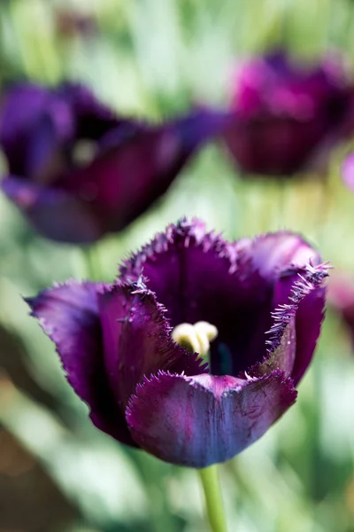 Zwarte Donker Paarse Versleten Tulip Natuur Ondiepe Scherptediepte — Stockfoto
