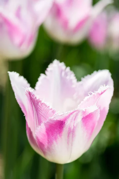 Tulipán Púrpura Blanco Naturaleza Profundidad Campo Poco Profunda —  Fotos de Stock