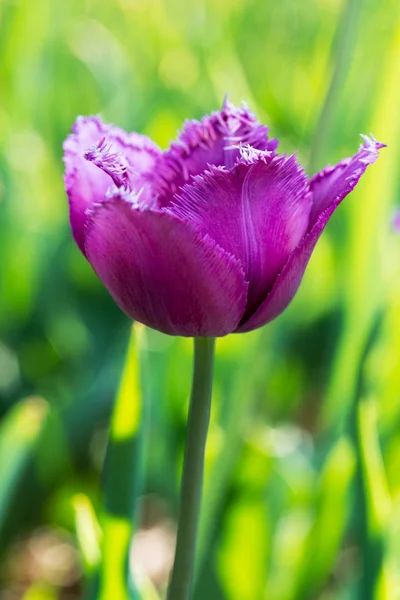 Paarse Versleten Tulip Natuur Zeer Ondiepe Scherptediepte — Stockfoto