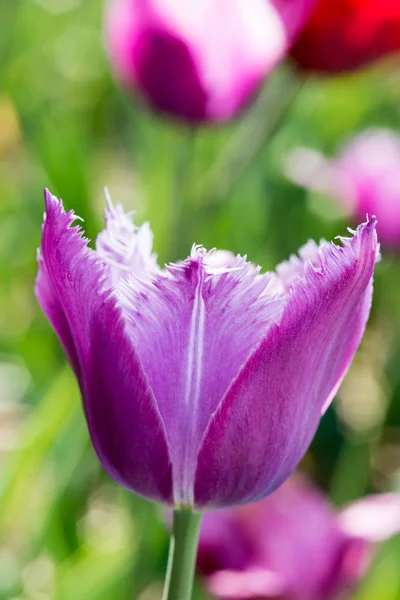 紫色磨损的郁金香在自然界 非常浅的景深 — 图库照片