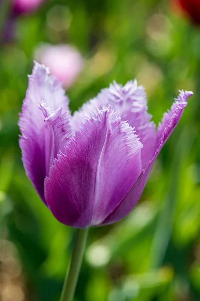 Paarse Versleten Tulip Natuur Zeer Ondiepe Scherptediepte — Stockfoto