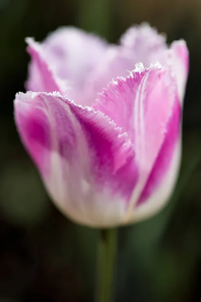 Белый Фиолетовый Тюльпан Природе Мелкая Глубина Резкости — стоковое фото
