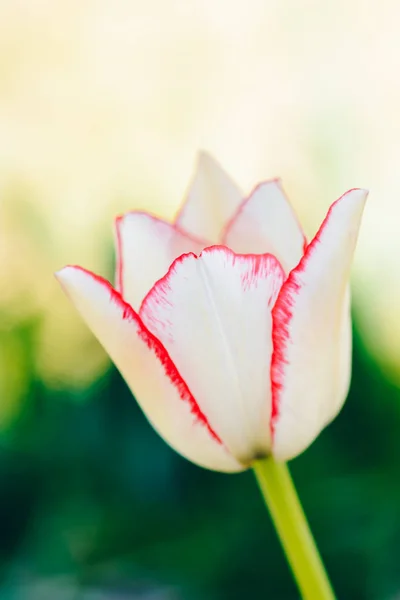 Wild Witte Rode Tulp Natuur Ondiepe Scherptediepte — Stockfoto