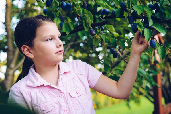 Gadis Mengumpulkan Plum Dari Pohon Kebun — Stok Foto