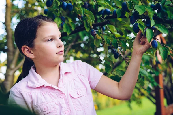 Fille Collecte Des Prunes Arbre Dans Verger — Photo