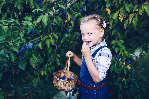 Petite Fille Drôle Mangeant Prune Avec Panier Plein Prunes Debout — Photo