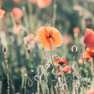 Gün batımı sırasında canlı rüya gibi haşhaş alan