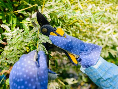 Bakım işi, söğüt ağacı budama bahçıvan eldivenli elleri