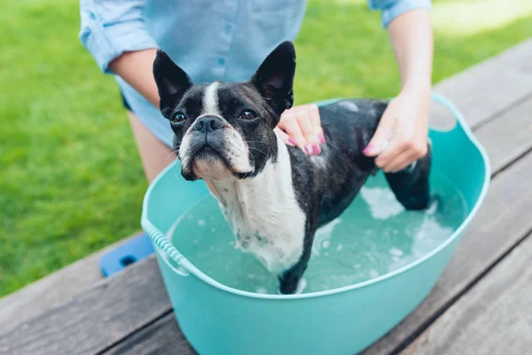 Dzieci Umyć Boston Terrier Szczeniak Niebieskim Basenie Ogrodzie Letnim Drewnianym — Zdjęcie stockowe