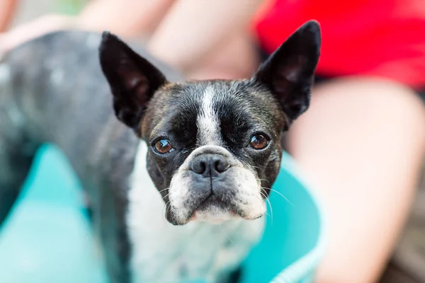 O cão toma banho em um dia quente de verão — Fotografia de Stock