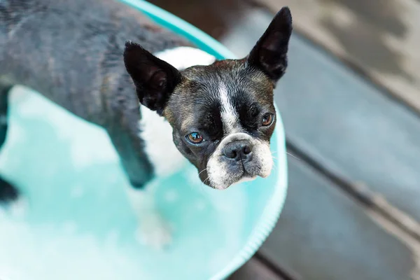 O cão toma banho em um dia quente de verão — Fotografia de Stock