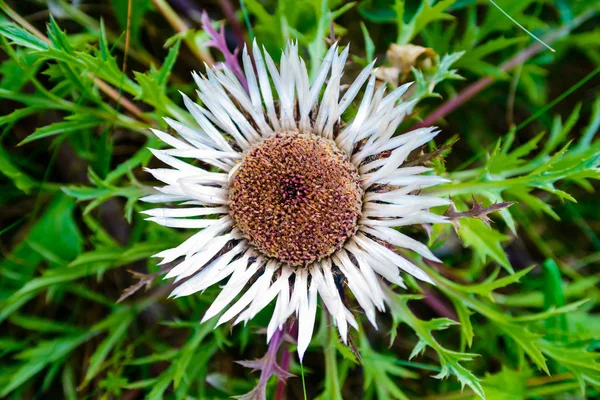 Imagem de cardo - Carlina acaulis - com flor aberta — Fotografia de Stock