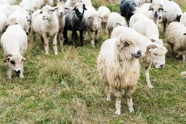 Стадо овец на пастбище в горах - Pieniny Poland — стоковое фото