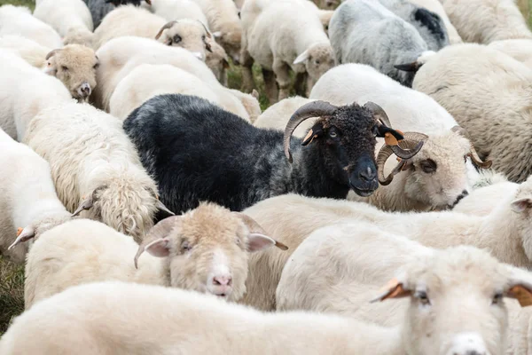 Flock av får i Hagen i fjällen-Pieniny Polen — Stockfoto