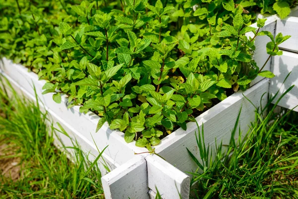 Frische Pfefferminzsetzlinge im Kräutergarten — Stockfoto