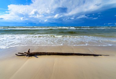 Kumlu bir sahil plajına atılmış bir ağaç gövdesi parçası