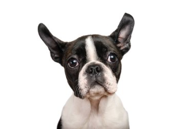 Boston terrier köpek yavrusu beyaz kopya alanı kullanmak için izole