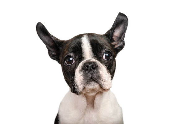 Бостонский терьер щенок изолирован на белом для использования пространства для копирования
