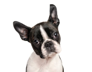 Boston terrier köpek kopya alanı kullanımı için beyaz izole - damızlık