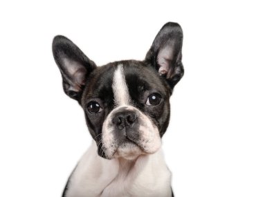 Boston terrier köpek yavrusu beyaz kopya alanı kullanmak için izole