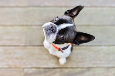 Boston terrier köpek kahverengi terasta kameraya bakıyor