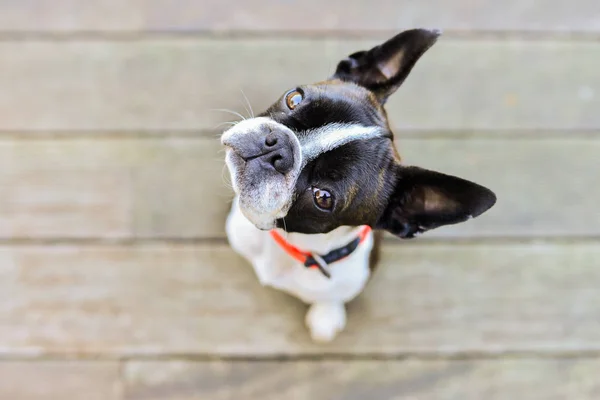 Boston terrier dog on brown terrace looking at camera — Stock Photo, Image