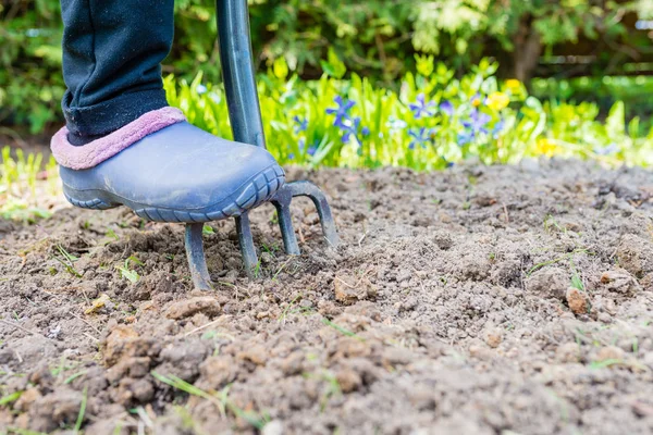 Gardener digging the earth over with a garden fork to cultivate the soil ready for planting in early spring - low section of rubber boot standing with gardening fork