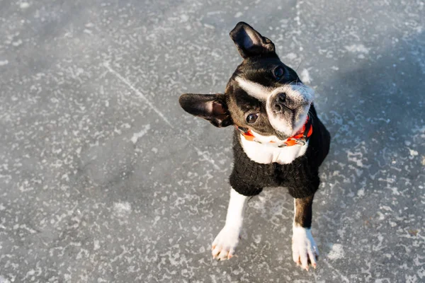 Boston Terrier Cachorro Sentado Uma Paisagem Inverno Vestindo Uma Camisola — Fotografia de Stock