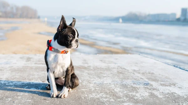 Boston Terrier cachorro sentado no cenário de inverno — Fotografia de Stock