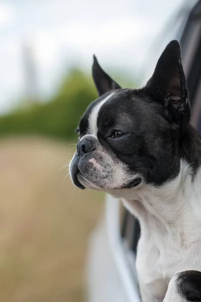 Pies-Boston Terrier-trzymać głowę z okna samochodu — Zdjęcie stockowe