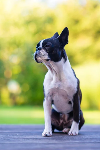 Boston Terrier Hund auf brauner Terrasse blickt in Kamera — Stockfoto