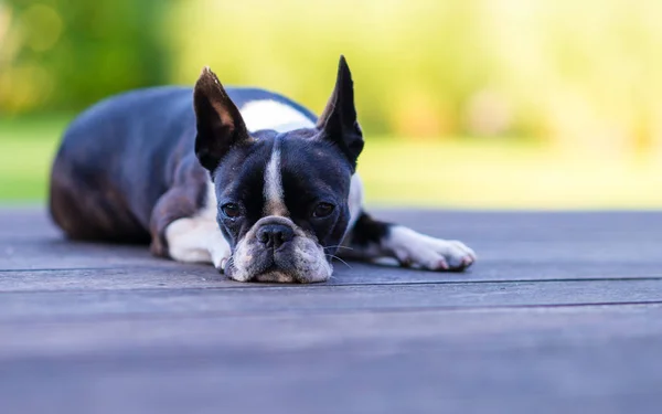 Boston terrier dog on brown terrace looking at camera — Stock Photo, Image