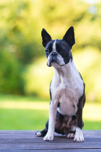 Boston Terrier Hund auf brauner Terrasse blickt in Kamera — Stockfoto