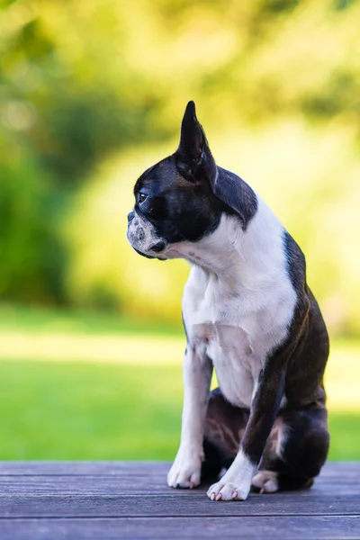 Boston Terrier Hund auf brauner Terrasse blickt in Kamera — Stockfoto