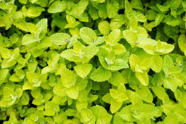 ot bahçesinde taze nane fidesi;