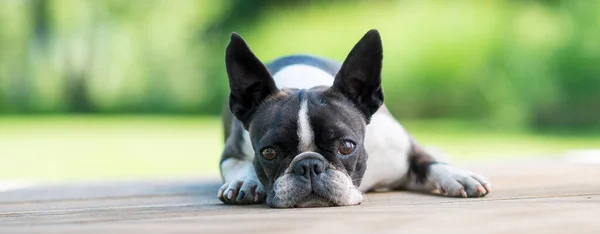 Cute Boston Terrier Cão Deitado Terraço Madeira Marrom Profundidade Rasa — Fotografia de Stock
