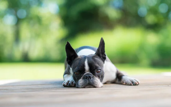 Cute Boston Terrier Cão Deitado Terraço Madeira Marrom Profundidade Rasa — Fotografia de Stock