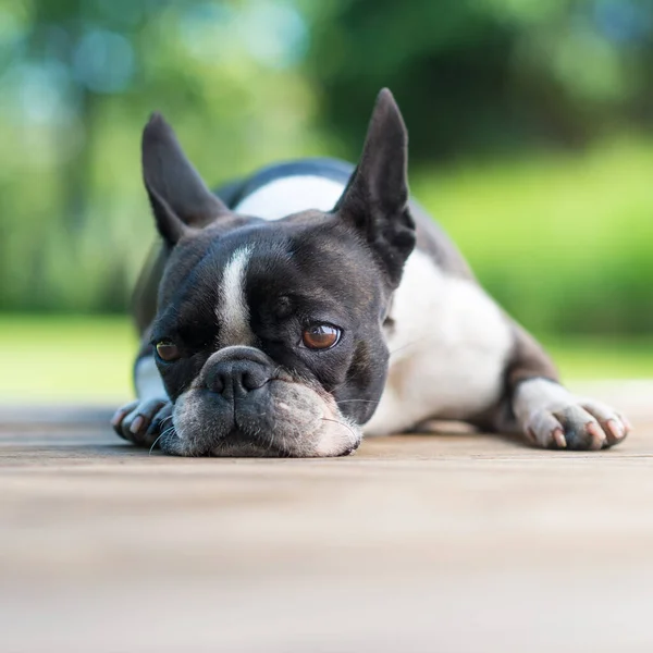 Cute Boston Terrier Dog Lying Brown Wooden Terrace Shallow Depth — Stock Photo, Image