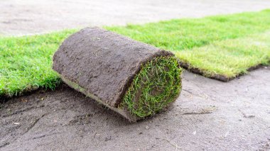 Bahçedeki yeşil çimenler - bir rulo çimenlik - yeni çimenler için çimenlik