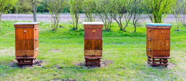 양봉원에는 Bio Honey Production Beekeeping Concept — 스톡 사진