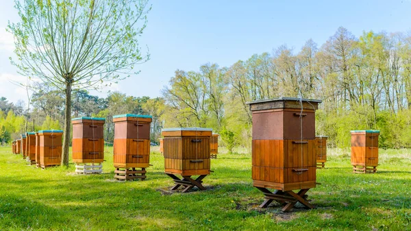 양봉원에는 Bio Honey Production Beekeeping Concept — 스톡 사진