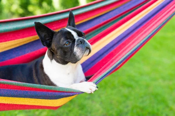 Young Sweet Boston Terrier Relaxing Hammock — Stock Photo, Image